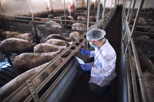 Nutrición animal